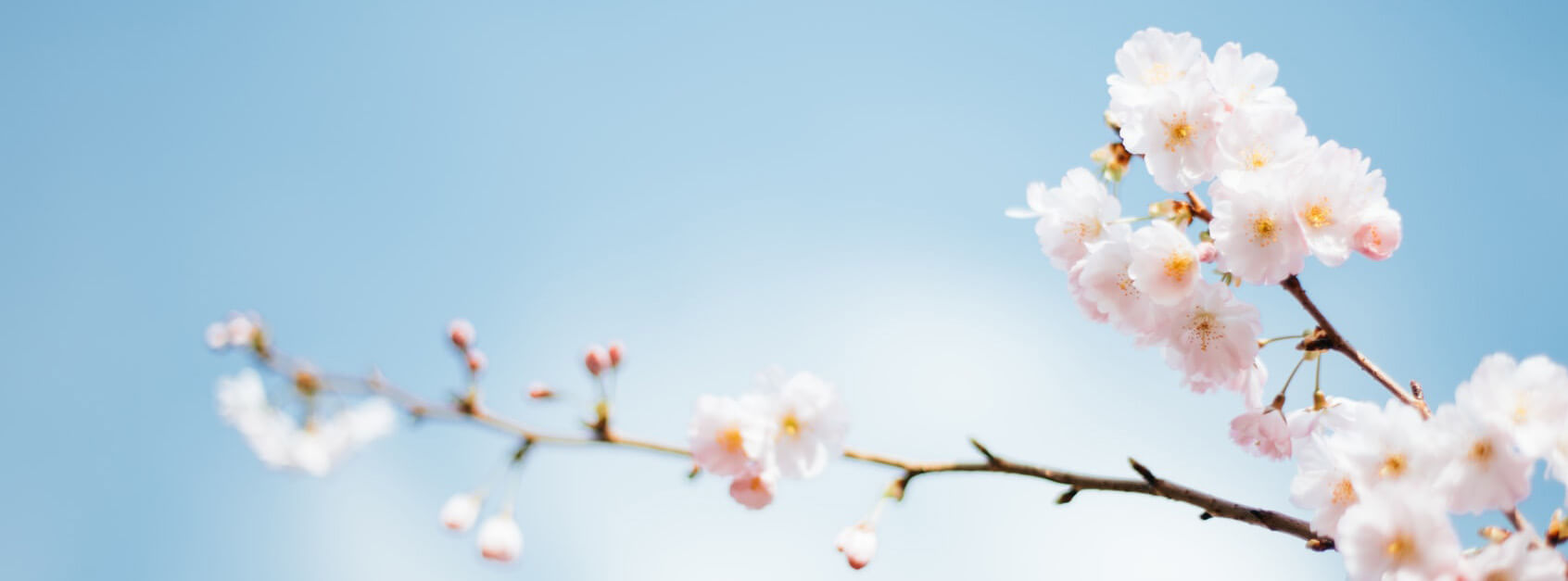 念菡